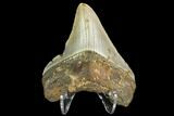 Fossil Megalodon Tooth - North Carolina #109052-1